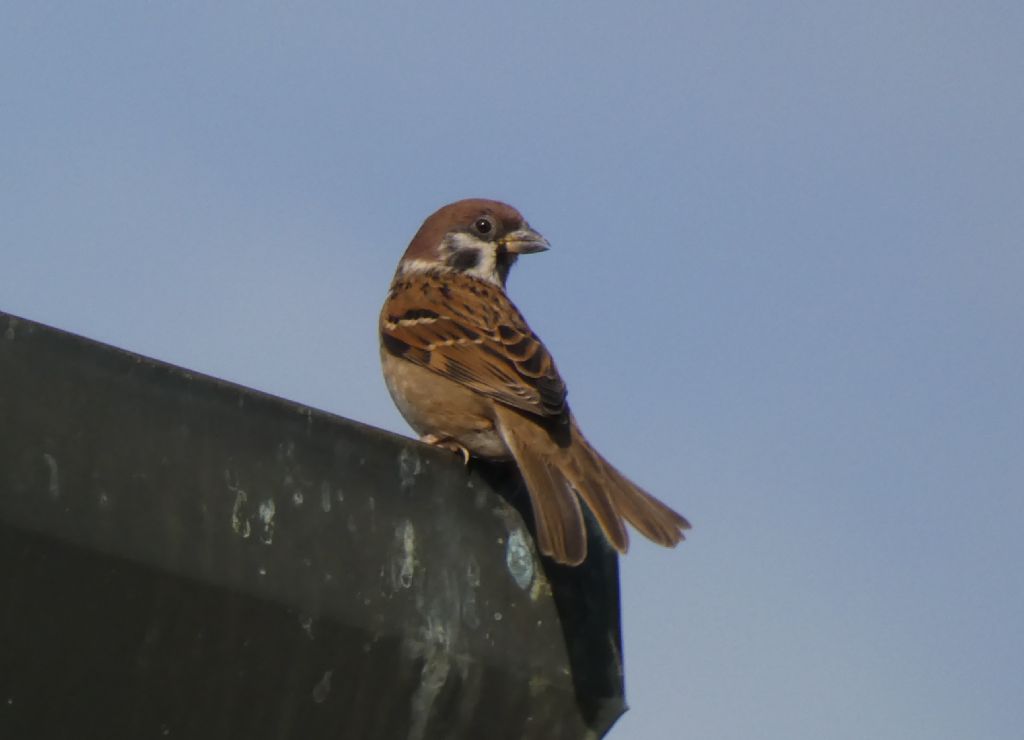 Passera mattugia (Passer montanus)